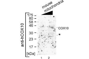 COX10 antibody - middle region  validated by WB using mouse mitochondria at 1:1000. (COX10 抗体  (Middle Region))