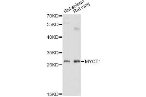 Western blot analysis of extracts of various cell lines, using MYCT1 antibody (ABIN6293947) at 1:3000 dilution. (Myc Target 1 抗体)