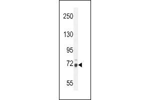 WDR76 Antibody (C-term) (ABIN654608 and ABIN2844308) western blot analysis in mouse NIH-3T3 cell line lysates (35 μg/lane). (WDR76 抗体  (C-Term))