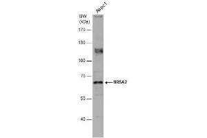 WB Image Whole cell extract (30 μg) was separated by 7. (NR5A2 + LRH1 抗体)