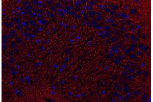 Indirect immunostaining of PFA fixed paraffin embedded mouse brain section (dilution 1 : 500; red).