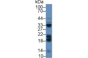 Western blot analysis of Mouse Liver lysate, using Cow IGFBP3 Antibody (2 µg/ml) and HRP-conjugated Goat Anti-Rabbit antibody (