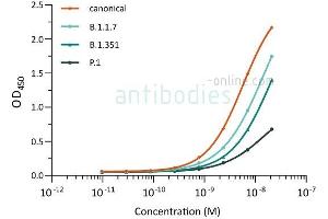 Direct ELISA of SARS-CoV-2 variant proteins with anti-SARS-CoV-2 Spike S1 antibody ABIN6952968. (SARS-CoV-2 Spike 抗体  (RBD))