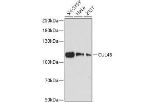 Western blot analysis of extracts of various cell lines using CUL4B Polyclonal Antibody at dilution of 1:1000. (Cullin 4B 抗体)