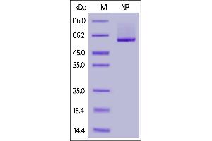 Human 4-1BB Ligand (71-254), His,Flag Tag (active trimer) (MALS verified) on  under ing (NR) condition.