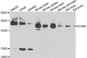 Western blot analysis of extracts of various cell lines, using ICAM4 antibody. (ICAM4 抗体)