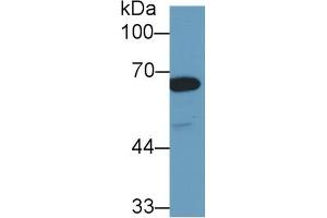 Detection of HSPA1L in Human Hela cell lysate using Polyclonal Antibody to Heat Shock 70 kDa Protein 1 Like Protein (HSPA1L) (HSPA1L 抗体  (AA 1-641))