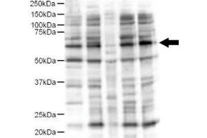 Image no. 2 for anti-Ajuba LIM Protein (AJUBA) (AA 224-239) antibody (ABIN401292) (AJUBA 抗体  (AA 224-239))