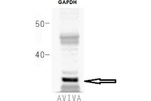 How many ug's of tissue/cell lysate run on the gel: 20 ugWhat species+tissue/cell type run on the gel: HEK293 Primary Antibody dilution: 1 to 1000Secondary Antibody: IRD800CW (anti-rabbit) (LICOR) Secondary Antibody Dilution: 1 to 20000 (GAPDH 抗体  (Middle Region))