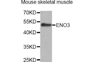 Western Blotting (WB) image for anti-Enolase 3 (Beta, Muscle) (ENO3) (AA 1-190) antibody (ABIN1679718) (ENO3 抗体  (AA 1-190))