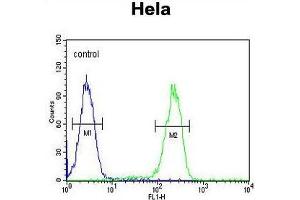 UBA52 Antibody (C-Term) flow cytometric analysis of Hela cells (right histogram) compared to a negative control cell (left histogram). (UBA52 抗体  (C-Term))