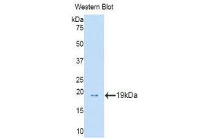 Western Blotting (WB) image for anti-Profilin 1 (PFN1) (AA 1-139) antibody (ABIN1860194) (PFN1 抗体  (AA 1-139))
