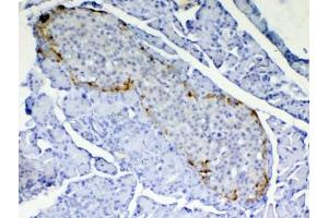 IHC testing of FFPE rat pancreas tissue with RBP4 antibody at 1ug/ml. (RBP4 抗体)