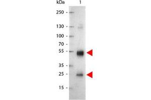 Image no. 1 for Goat anti-Rat IgG (Whole Molecule) antibody (Alkaline Phosphatase (AP)) (ABIN300955) (山羊 anti-大鼠 IgG (Whole Molecule) Antibody (Alkaline Phosphatase (AP)))