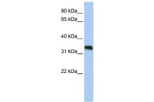 Western Blotting (WB) image for anti-Glycine-N-Acyltransferase-Like 3 (GLYATL3) antibody (ABIN2459273)