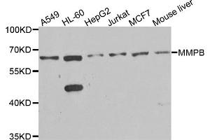 Western blot analysis of extracts of various cell lines, using MMP8 antibody. (MMP8 抗体)