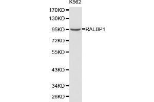 Western blot analysis of K562 cell lysate using RALBP1 antibody. (RALBP1 抗体  (AA 396-655))