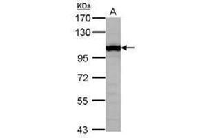 Image no. 2 for anti-General Transcription Factor IIIC, Polypeptide 4 (GTF3C4) (AA 73-334) antibody (ABIN1498564) (GTF3C4 抗体  (AA 73-334))