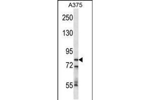 Western blot analysis in A375 cell line lysates (35ug/lane). (CPSF3 抗体  (AA 192-221))