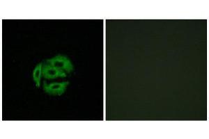 Immunofluorescence (IF) image for anti-Cytochrome P450, Family 39, Subfamily A, Polypeptide 1 (CYP39A1) (C-Term) antibody (ABIN1850366) (CYP39A1 抗体  (C-Term))