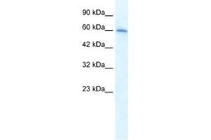 WB Suggested Anti-CHRNA7 Antibody Titration:  1. (CHRNA7 抗体  (Middle Region))