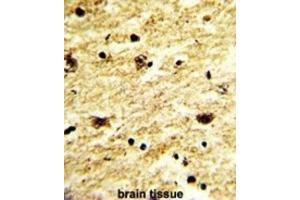 Immunohistochemistry (IHC) image for anti-Exosome Component 8 (EXOSC8) antibody (ABIN3001629) (EXOSC8 抗体)