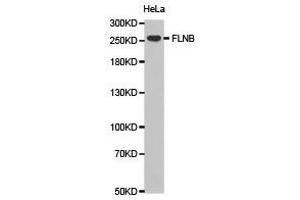 Western Blotting (WB) image for anti-Filamin B, beta (FLNB) antibody (ABIN1872702) (FLNB 抗体)