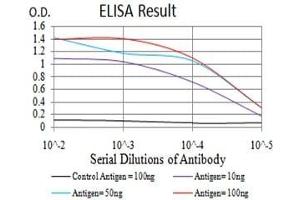 Black line: Control Antigen (100 ng),Purple line: Antigen (10 ng), Blue line: Antigen (50 ng), Red line:Antigen (100 ng) (YWHAB 抗体  (AA 1-246))
