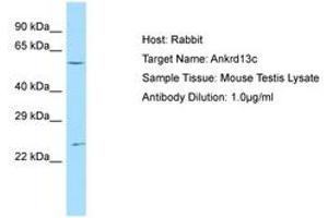 Image no. 1 for anti-Ankyrin Repeat Domain 13C (ANKRD13C) (AA 401-450) antibody (ABIN6749911) (ANKRD13C 抗体  (AA 401-450))