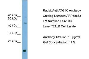 WB Suggested Anti-ATG4C  Antibody Titration: 0. (ATG4C 抗体  (Middle Region))