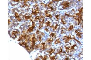 IHC testing of FFPE human pancreas with MAML3 antibody (clone MMLP3-1). (MAML3 抗体)