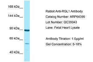 Western Blotting (WB) image for anti-Ral Guanine Nucleotide Dissociation Stimulator-Like 1 (RGL1) (C-Term) antibody (ABIN2789828) (RGL1 抗体  (C-Term))