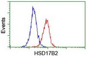 Image no. 2 for anti-Hydroxysteroid (17-Beta) Dehydrogenase 2 (HSD17B2) antibody (ABIN1498726) (HSD17B2 抗体)