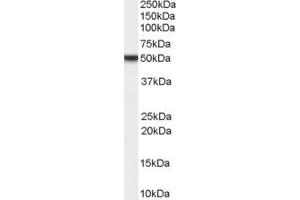 ABIN184580 staining (0.