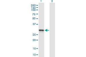 Western Blot analysis of SCO2 expression in transfected 293T cell line by SCO2 MaxPab polyclonal antibody. (SCO2 抗体  (AA 1-266))