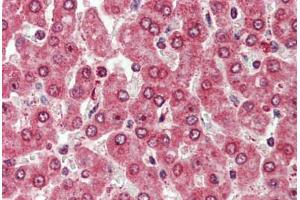 Anti-CXADR antibody  ABIN960760 IHC staining of human liver. (Coxsackie Adenovirus Receptor 抗体  (Internal Region))