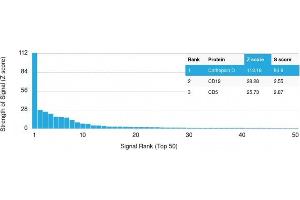 Analysis of Protein Array containing more than 19,000 full-length human proteins using Cathepsin D Mouse Monoclonal Antibody (CTSD/2781) Z- and S- Score: The Z-score represents the strength of a signal that a monoclonal antibody (Monoclonal Antibody) (in combination with a fluorescently-tagged anti-IgG secondary antibody) produces when binding to a particular protein on the HuProtTM array. (Cathepsin D 抗体  (AA 104-250))