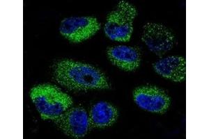 Confocal immunofluorescent analysis of IL-13 antibody with NCI-H460 cells followed by Alexa Fluor 488-conjugated goat anti-rabbit lgG (green). (IL-13 抗体  (AA 118-146))