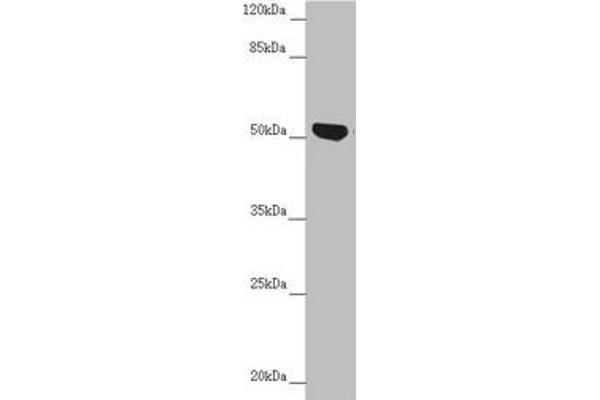NUF2 anticorps  (AA 165-464)