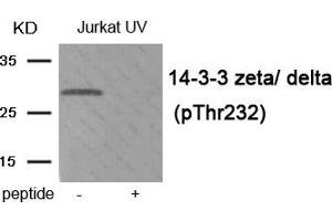 Western blot analysis of extracts from Jurkat cells treated with UV using Phospho-14-3-3 zeta/ delta (Thr232) antibody. (14-3-3 zeta 抗体  (pThr232))