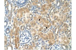 NR2F2 antibody was used for immunohistochemistry at a concentration of 4-8 ug/ml to stain Epithelial cells of renal tubule (arrows) in Human Kidney. (NR2F2 抗体  (N-Term))