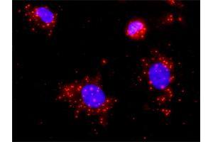 Proximity Ligation Analysis of protein-protein interactions between STK3 and CASP3. (STK3 抗体  (AA 1-491))