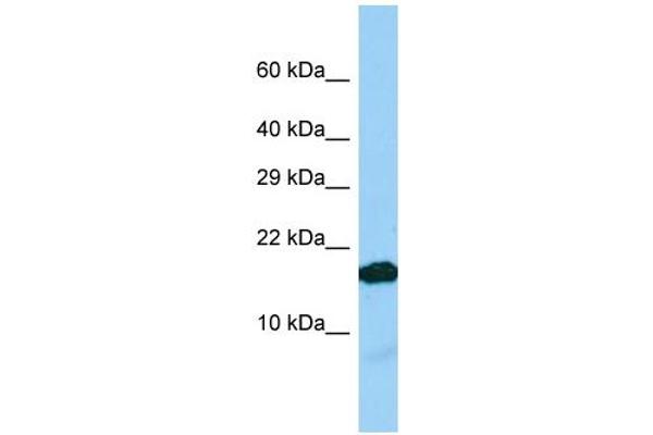 IGFL2 抗体  (C-Term)