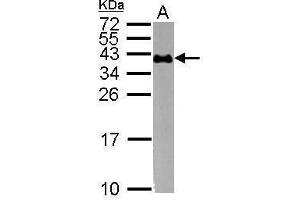 WB Image Sample (30 ug of whole cell lysate) A: K562 15% SDS PAGE antibody diluted at 1:1000 (CD235a/GYPA 抗体  (C-Term))