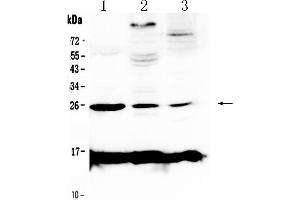 Western blot analysis of Crp using anti-Crp antibody .