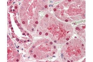 Anti-ST8SIA2 / STX antibody IHC staining of human kidney. (ST8SIA2 抗体  (AA 295-344))