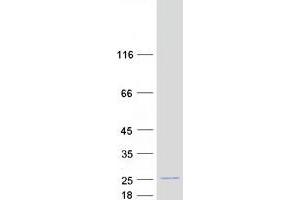 Western Blotting (WB) image for Polymerase (RNA) I Polypeptide D, 16kDa (POLR1D) (Transcript Variant 2) protein (Myc-DYKDDDDK Tag) (ABIN2729311)