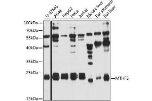 Western blot analysis of extracts of various cell lines, using MTHFS antibody (ABIN6292584) at 1:3000 dilution. (MTHFS 抗体)