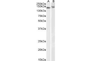 ABIN184570 (0. (DDB1 抗体  (C-Term))