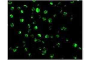 Immunofluorescence of AIF in K562 cells with AIFat 20 µg/ml. (AIF 抗体  (N-Term))